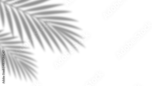 Shadow of realistic palm leaves with overlay effect summer decoration element on transparent background. Black and white tropical coconut leaf and branches blur shadow background. Vector illustration.