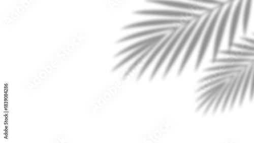 Shadow of realistic palm leaves with overlay effect summer decoration element on transparent background. Black and white tropical coconut leaf and branches blur shadow background. Vector illustration.