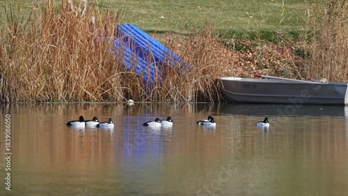 Common Goldeneye ducks floating on Salem Pond in Utah.