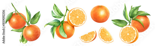 Watercolor illustration of the ripe orange fruits on the branch with green leaves and slices isolated on white background. Large fruit collection for package and fruit label design.