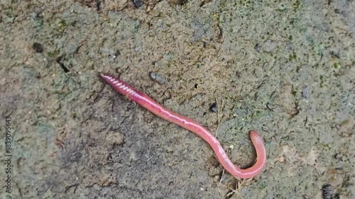 earthworm on damp, mossy soil. The slim, shiny worm curls along the ground, highlighting soil health, biodiversity, and natural decomposition in outdoor environments