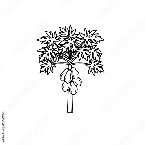 Papaya Tree Illustration with Fruit