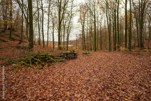 Quiet autumn beech forest clearing with mossy firewood and fallen leaves.