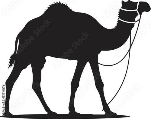 Silhouette of camel with harness on white background Keywords: camel, silhouette, animal, desert