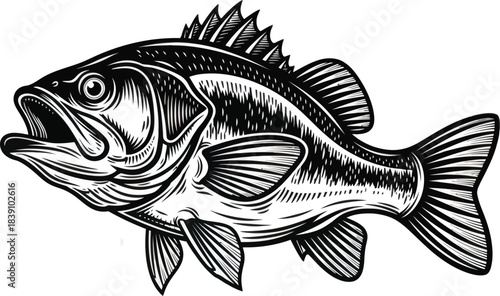 Bass Fish Vector Illustration Detailed Engraved Style
