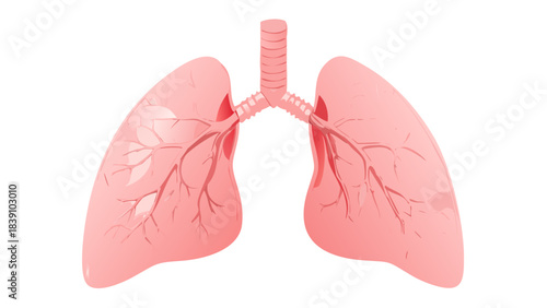 Human lungs anatomy vector illustration isolated on light background