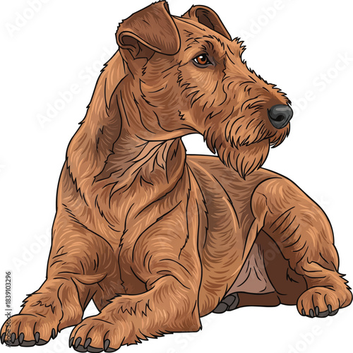 Irish Terrier dog lying down relaxed looking away attentive pose
