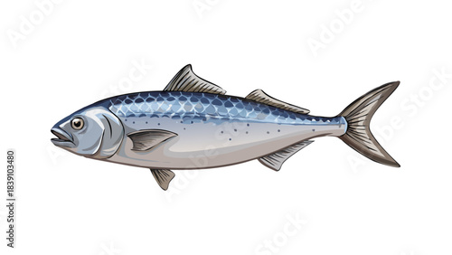 Fresh Atlantic Mackerel or Sardine Illustration