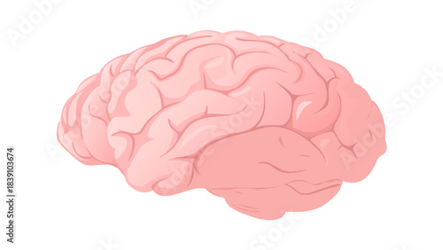Stylized Human Brain Illustration (Pink/Pastel)