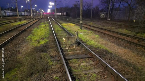 Roe or deer cautiously crosses railroad tracks at night, showcasing the delicate balance between wildlife and transportation safety. Importance of wild animal safety near railway road. Close up
