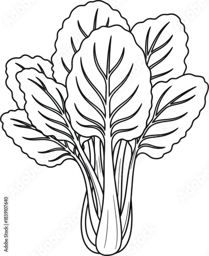 Leafy Green Vegetable Bok Choy Vector