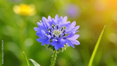 Wallpaper Mural Closeup of a vibrant blue cornflower blooming in a garden with sunlit blurred background Torontodigital.ca