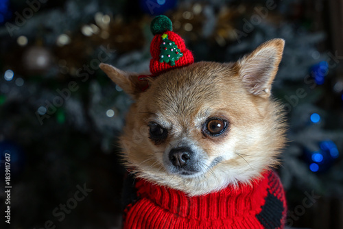 Portrait of a cute chihuahua dog wearing a red and black plaid sweater and a tiny knitted Christmas hat with a green pom-pom. The background is a blurred Christmas tree with blue and gold lights.