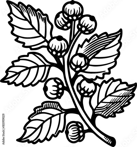 Botanical branch illustration with berries and leaves in vintage black and white engraving