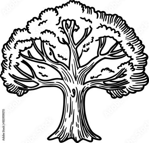 Majestic deciduous tree illustration with detailed branches and dense leafy canopy