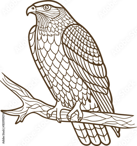 Majestic eagle perched on tree branch, detailed outline bird illustration, wildlife design