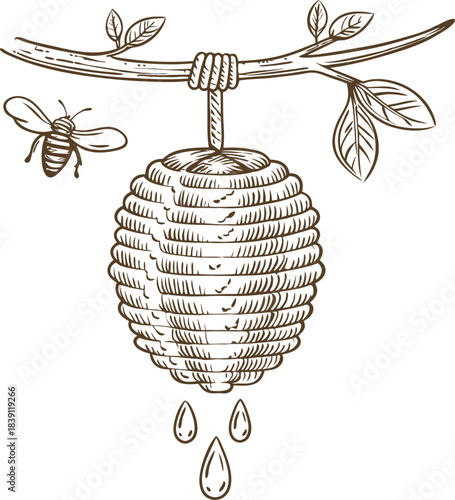 Honey bee and hanging beehive on tree branch with dripping honey in vintage line art
