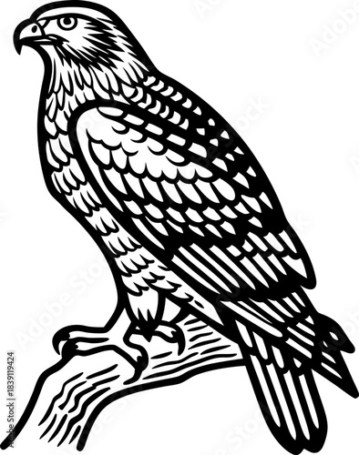 Detailed perched hawk illustration monochrome raptor bird of prey sitting on branch, vintage wildlife drawing