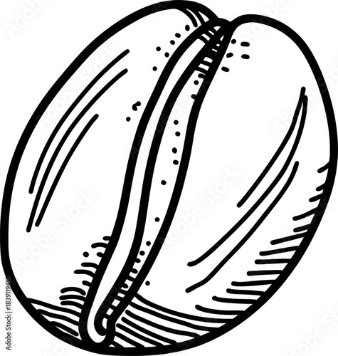 Single coffee bean illustration with engraved line art details, black and white hand drawn contour sketch