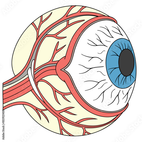 Detailed diagram illustrating the cross section anatomy of the human eyeball showing internal structures and vascular supply clearly