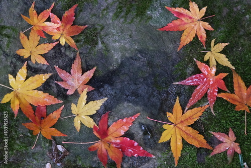 晩秋の庭で石の上に舞い落ちた紅葉