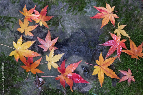 晩秋の庭で石の上に舞い落ちた紅葉