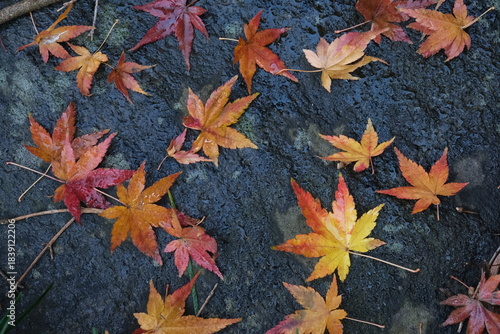 晩秋の庭で石の上に舞い落ちた紅葉