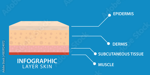 Educational skin layer infographic showing epidermis, dermis, subcutaneous tissue, and muscle. Designed with clean labels and simple layout, ideal for medical content, healthcare education