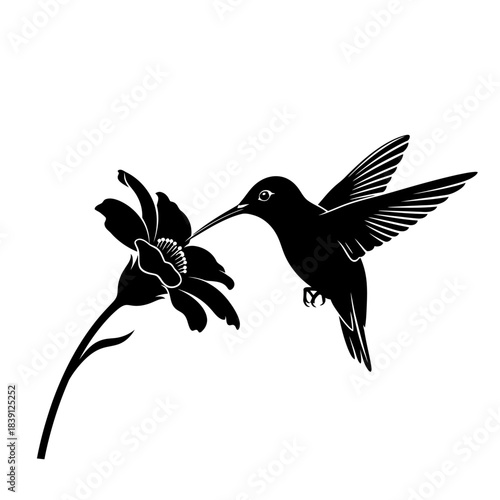 vector illustration of a hummingbird