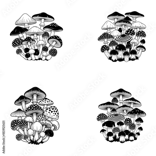 Set of Hand Drawn Mushroom and Toadstool Illustrations