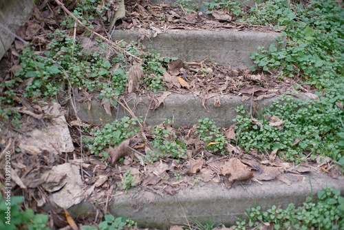 Old concrete steps overgrown with green plants and covered in dry fallen leaves. Nature reclaiming abandoned structure, creating a rustic, textured scene of decay and renewal.