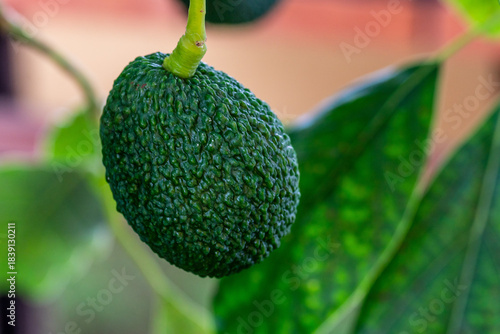 Persea americana pertenece a la familia Lauraceae.