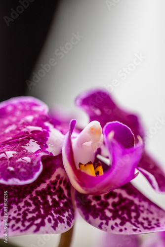 Orquídea que pertenece a la familia Orchidaceae.