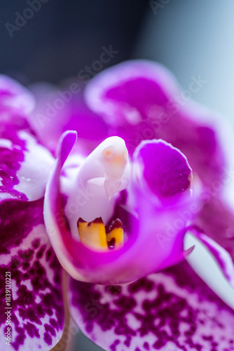 Orquídea que pertenece a la familia Orchidaceae.