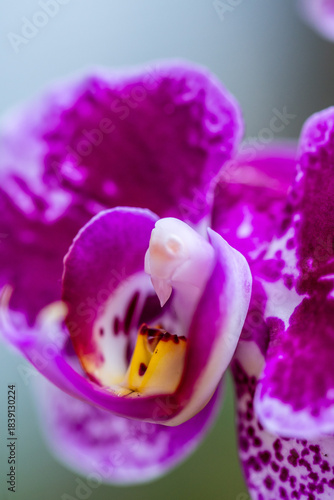 Orquídea que pertenece a la familia Orchidaceae.