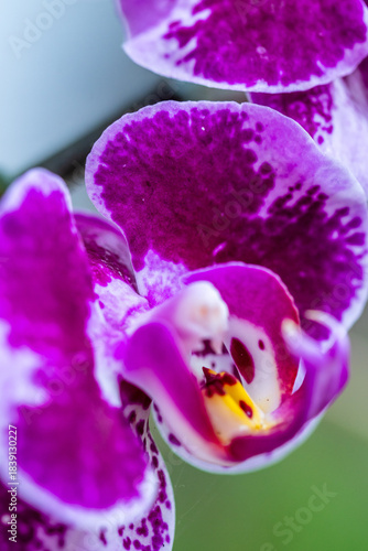 Orquídea que pertenece a la familia Orchidaceae.