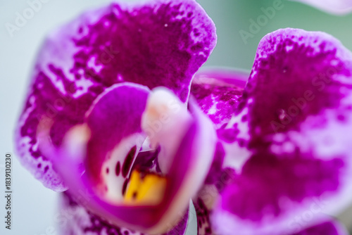 Orquídea que pertenece a la familia Orchidaceae.