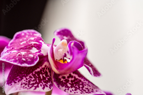 Orquídea que pertenece a la familia Orchidaceae.