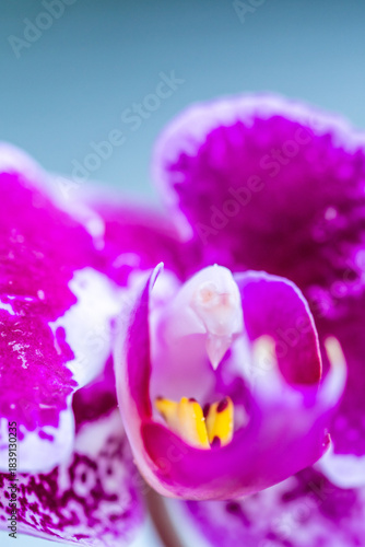 Orquídea que pertenece a la familia Orchidaceae.