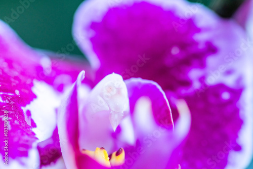 Orquídea que pertenece a la familia Orchidaceae.