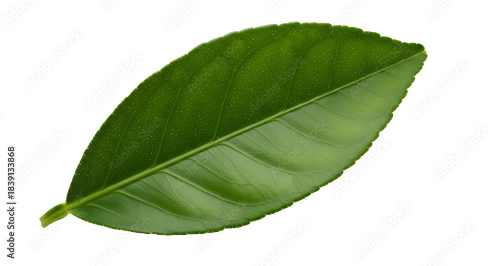 Obraz premium Isolated Green Citrus Leaf isolated PNG with Transparent Background