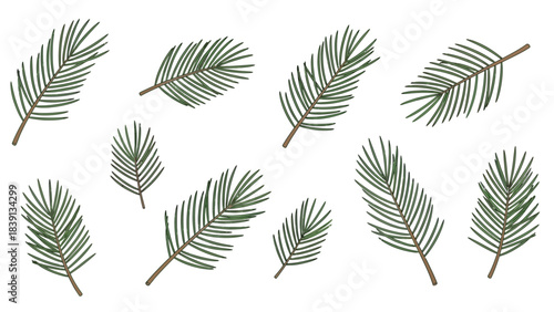 Set of Christmas Fir Needles Evergreen Foliage Illustration Vector