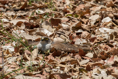 Tachyspiza minulla, a Little sparrowhawk lies in thick leaf litter, probably to do 