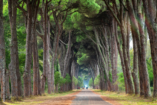 Scenic Pathway Through Towering Pines in Pisa, Italy
