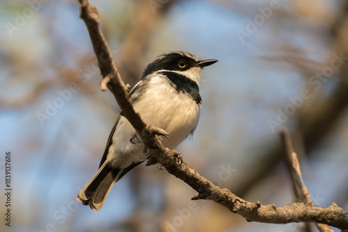 A male Chinspot Bati with the broad black chestband diagnostic
