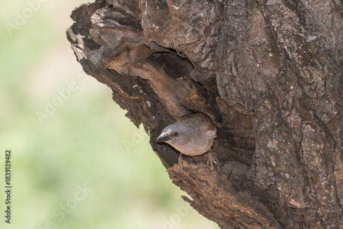 Southern Grey-headed sparrow at its nest - a hollow in a tree trunk.