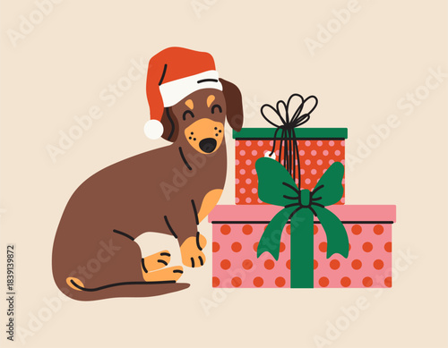 Christmas Dachshund wearing hat and sitting with Gifts. Santa Dachshund and presents flat illustration. Cute cartoon sausage dog. 