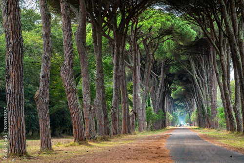 Tranquil Tree-Lined Pathway in Pisa, Italy