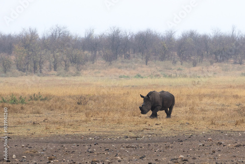 Rhino approaching waterhole in the early morning mist, Kruger Park