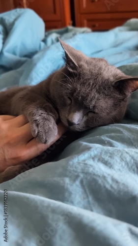 Vertical video of hand stroking gray cat relaxing together on bed indoors